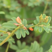 Tephrosia tinctoria (L.) Pers.